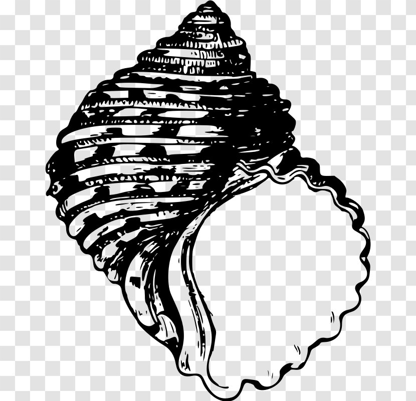 Animal Illustrations Seashell Gastropod Shell - Snail Transparent PNG