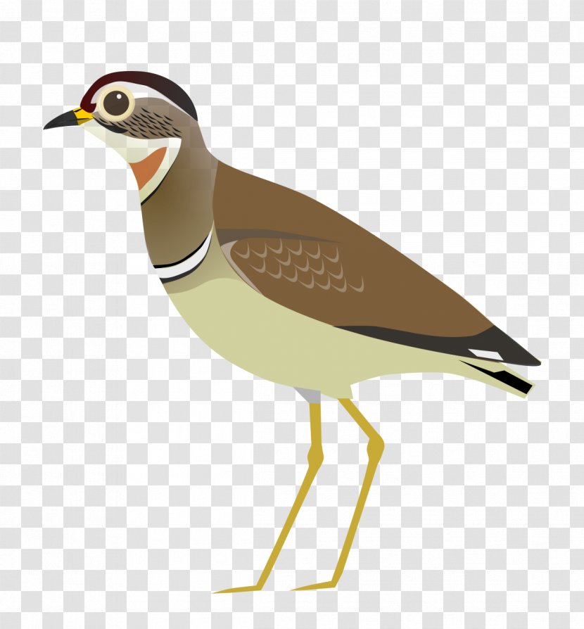 Wader Bird Jerdon's Courser Cream-colored - Water Transparent PNG