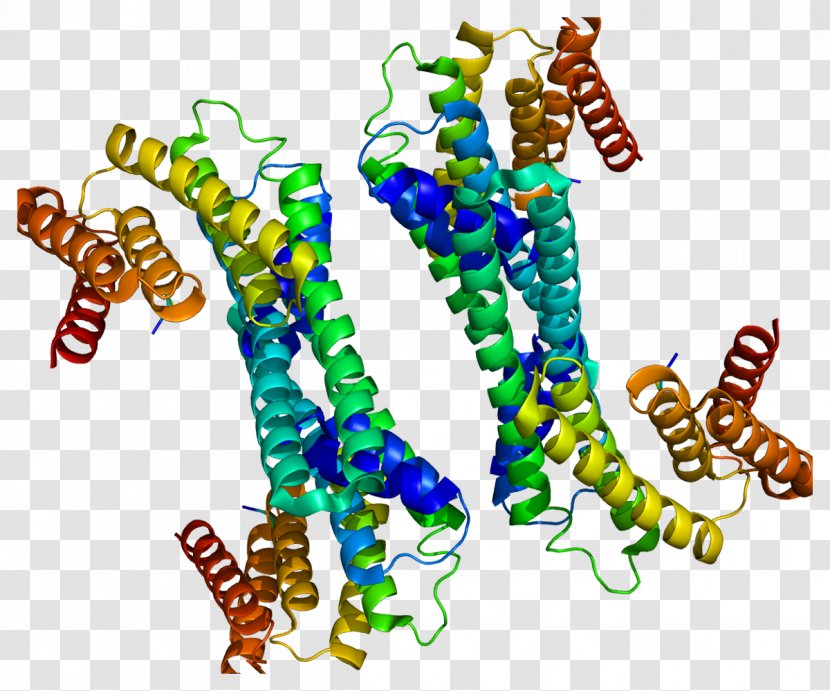 YWHAH 14-3-3 Protein Phosphoserine Gene - Heart - Watercolor Transparent PNG