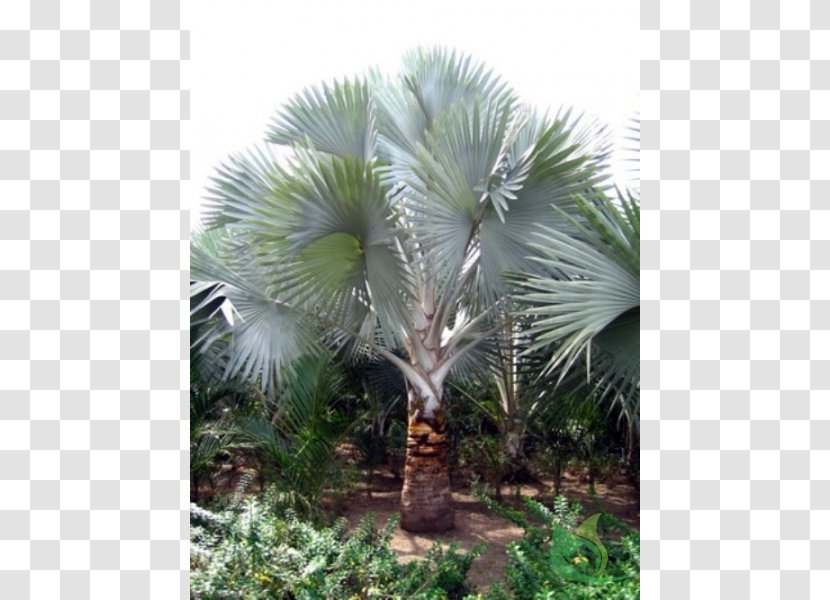 Asian Palmyra Palm Babassu Saw Palmetto Arecaceae Oil Palms - Evergreen - Date Transparent PNG