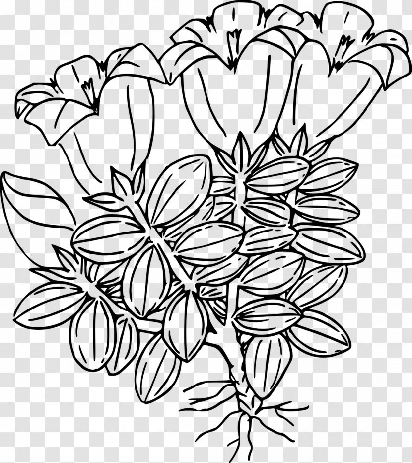 Drawing Flower - Petal - Wild Transparent PNG