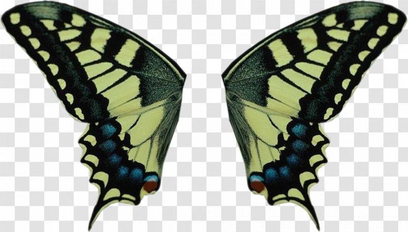Swallowtail Butterfly Old World Insect Wing Chrysalide Transparent PNG