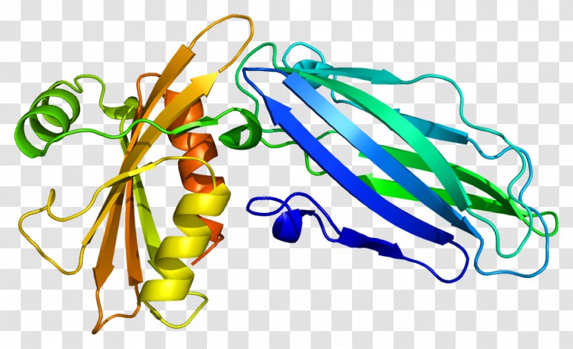 AP2A2 AP2 Adaptor Complex Protein Subunit Gene - Heart - Flower Transparent PNG