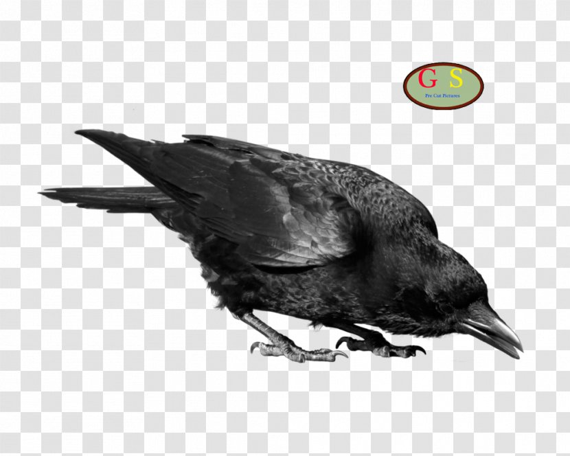 Crows Clip Art - Display Resolution - Tracking Transparent PNG