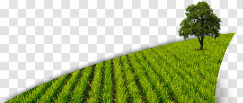 Paddy Field Crop Plant Agriculture - Grassland Transparent PNG