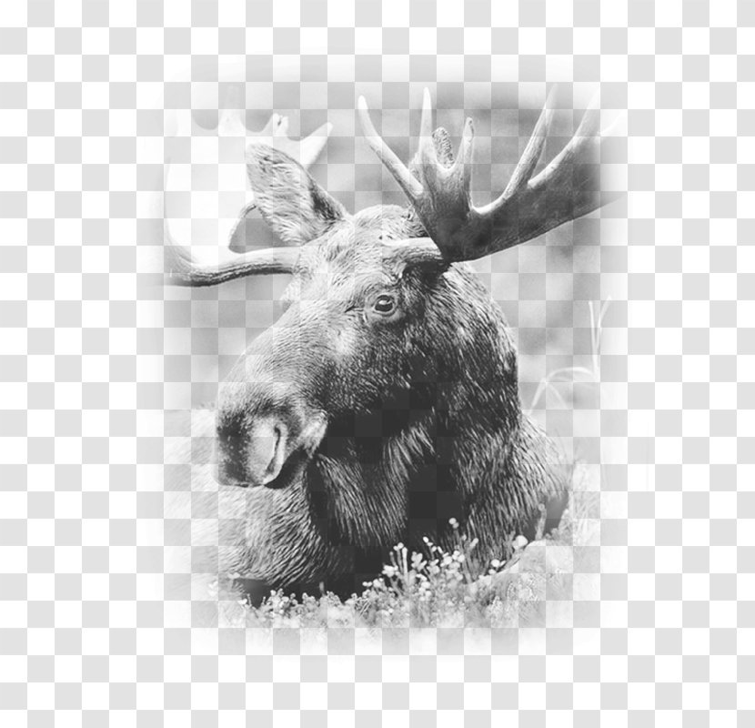 Moose Deer Elk Antler Image Transparent PNG