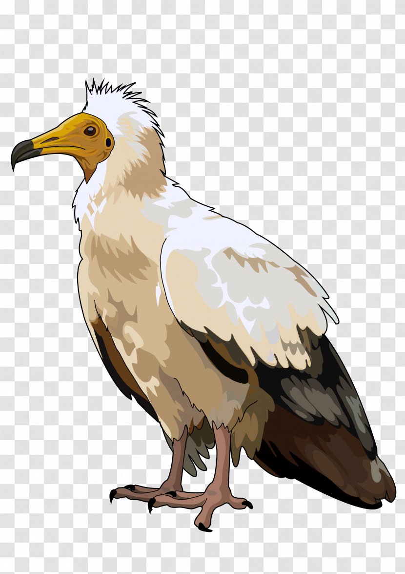 Bald Eagle Bird Domestic Canary Islands Vulture - Scavenger Transparent PNG