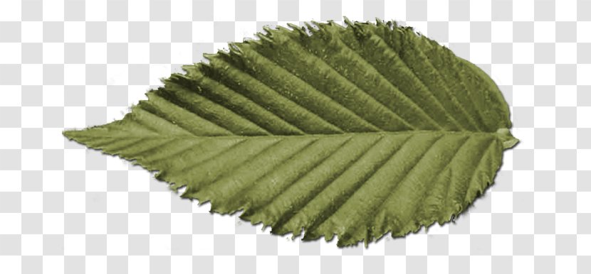 Symmetry Nature - Leaf - Swag Transparent PNG