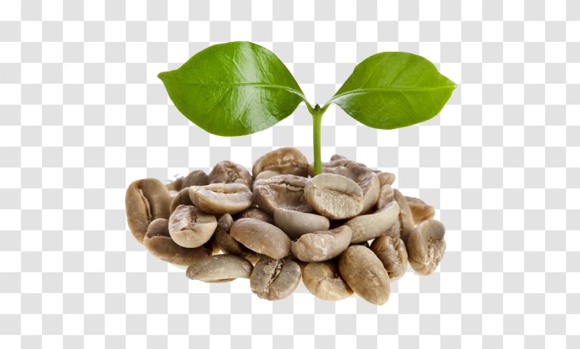 Green Coffee Extract Bean Espresso Dry Roasting - Weight Loss Transparent PNG