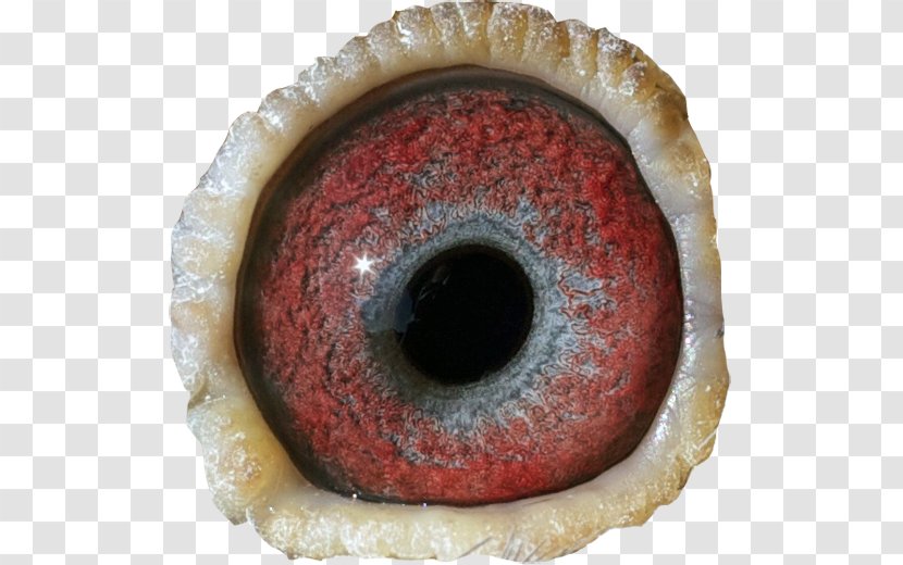 Treacle Tart Eye Close-up Transparent PNG