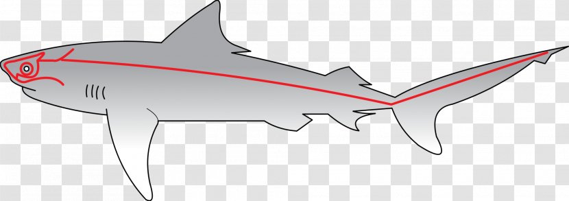 Shark Lateral Line Fish Sense Sensory Nervous System - Silhouette Transparent PNG
