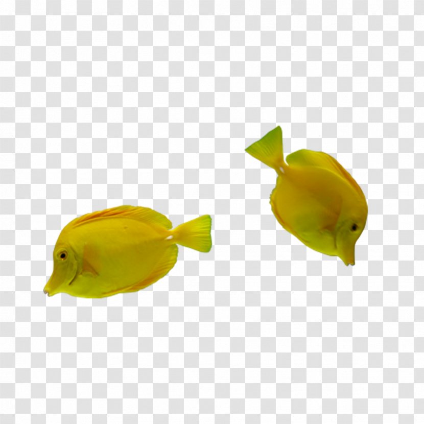 Tropical Fish Yellow Google Images Transparent PNG
