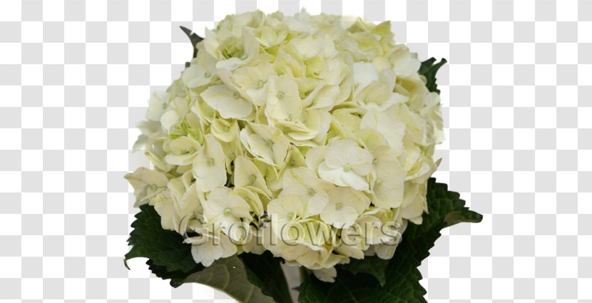 Hydrangea Cut Flowers White Green - Wedding - WHITE Transparent PNG