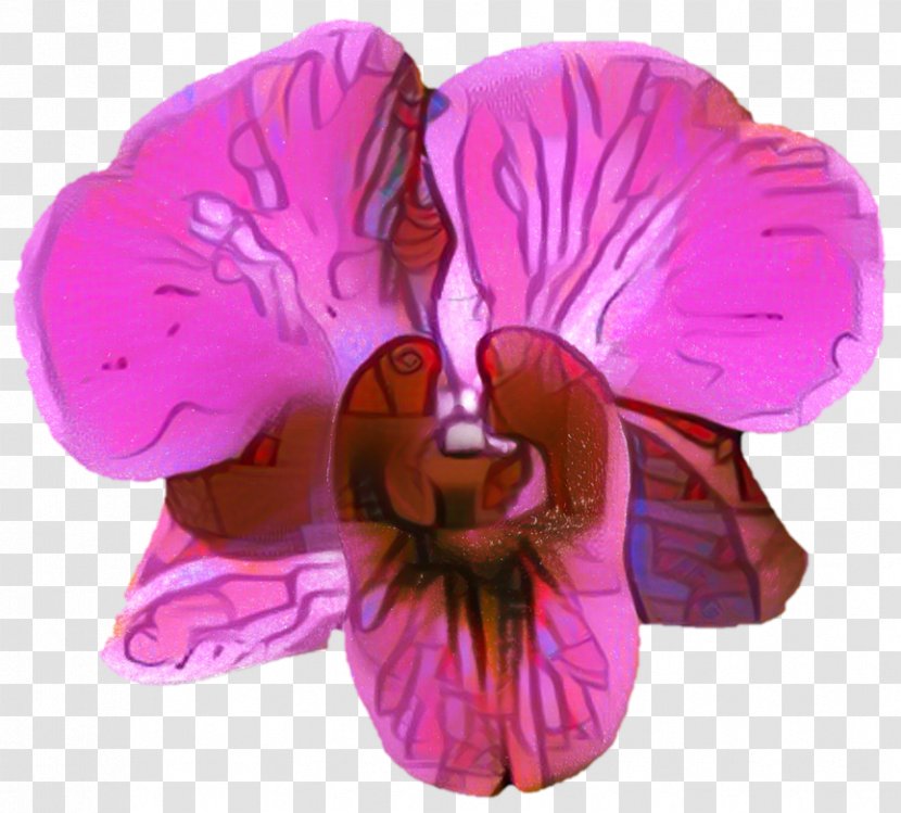 Sweet Pea Flower - Iris - Dendrobium Geranium Transparent PNG