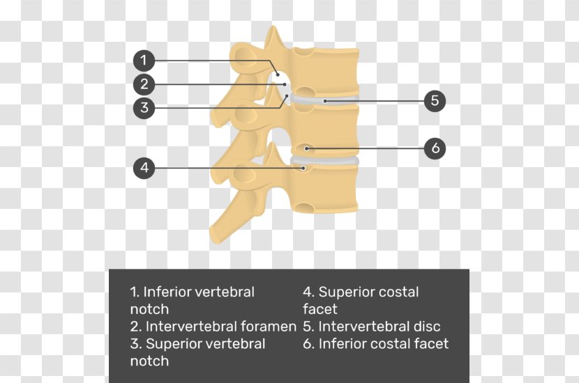 Vertebral Column Thoracic Vertebrae Joint Cervical - Watercolor - Flower Transparent PNG