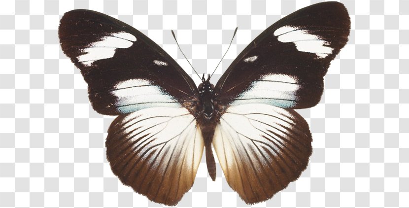 Nymphalidae Pieridae Lycaenidae Moth Butterfly - Pollinator Transparent PNG