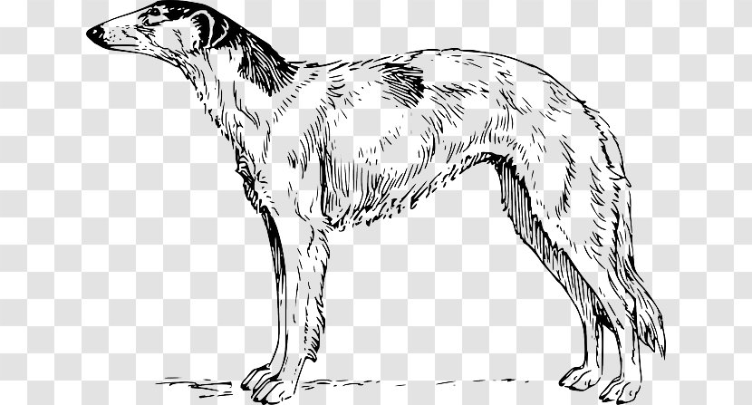 Borzoi Whippet Airedale Terrier Irish Wolfhound Greyhound - Spotted Dog Transparent PNG