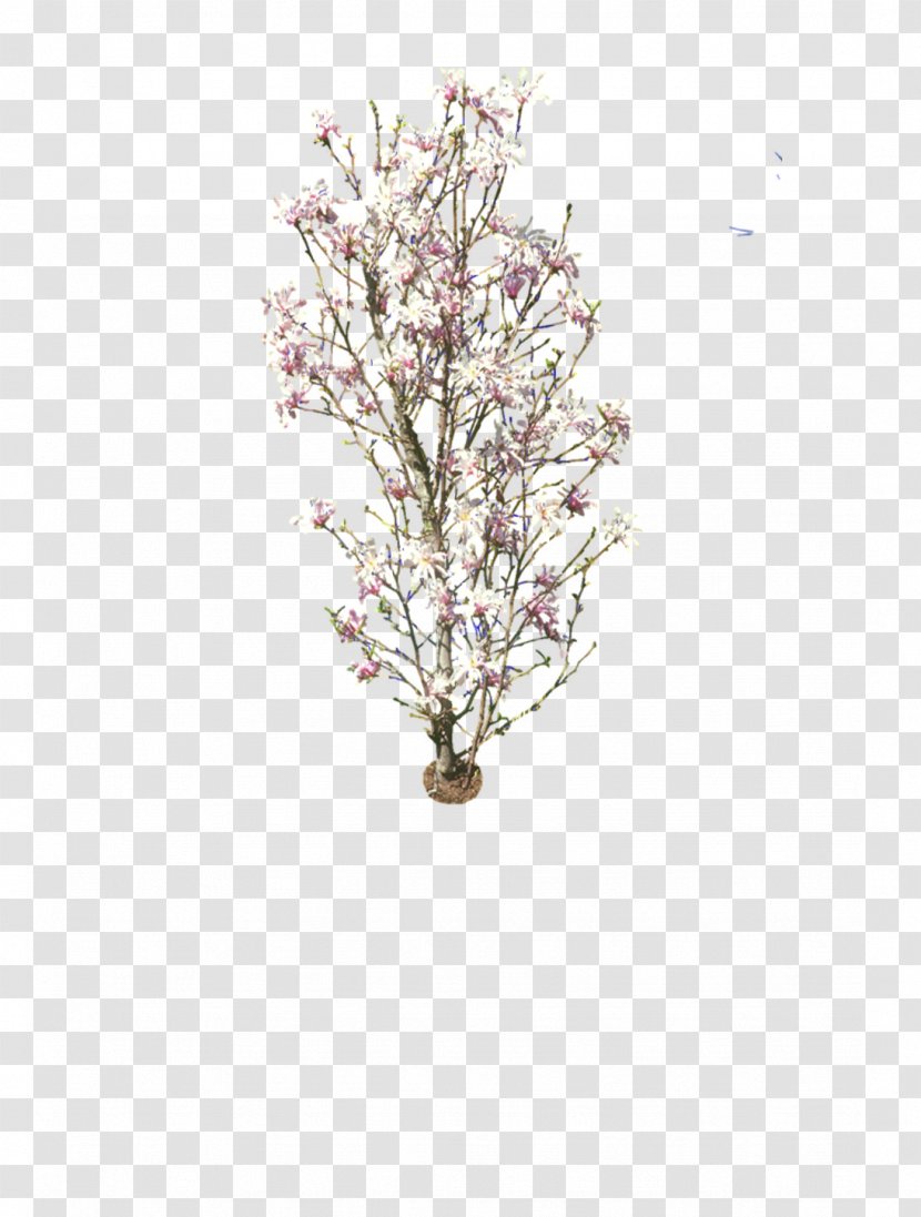 Plum Blossom Common - Prunus - Flower Transparent PNG