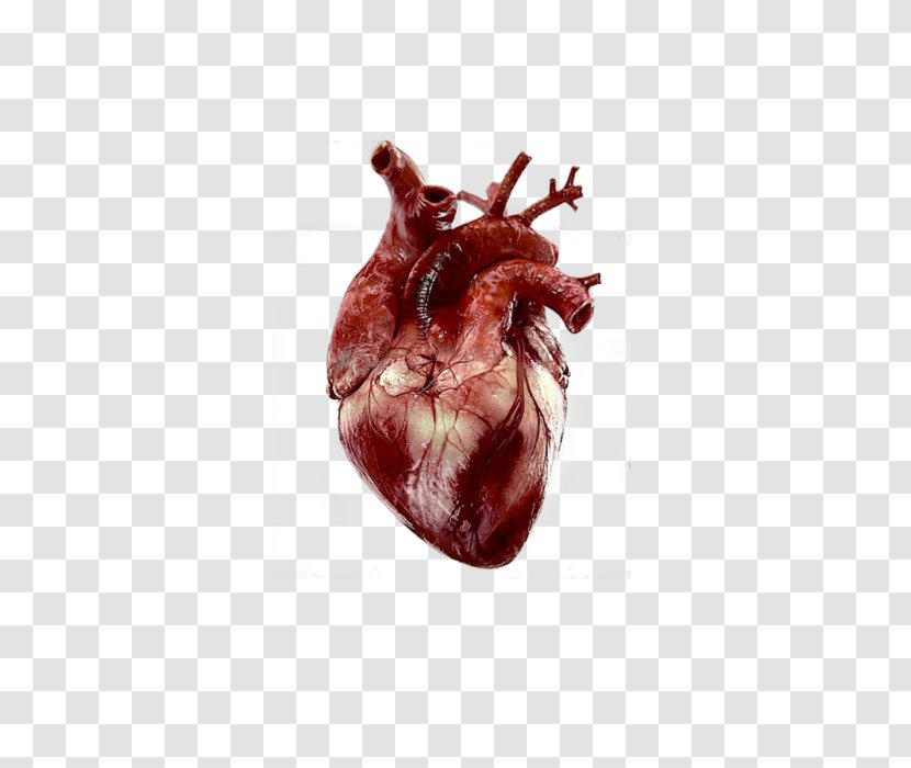 Heart Anatomy Human Body Giphy - Cartoon Transparent PNG