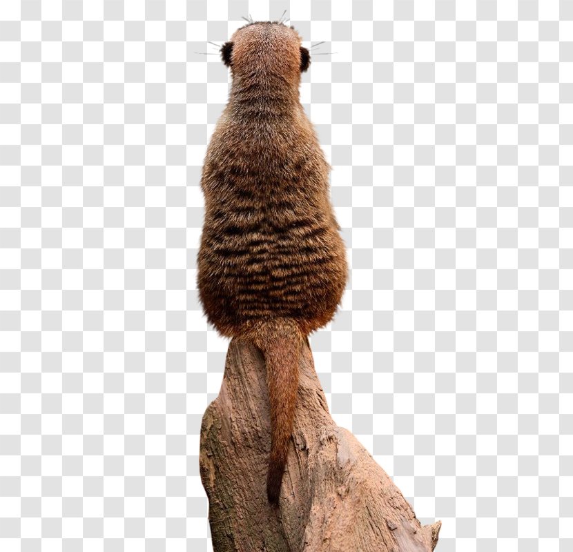 Meerkat Rodent Tswalu Kalahari Reserve Animal Monarto Zoo - Mammal Transparent PNG