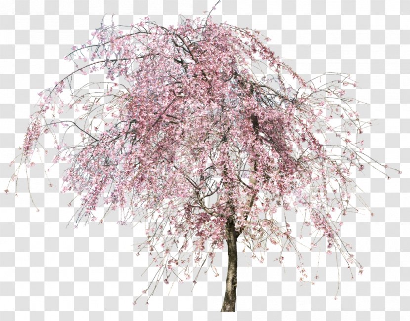 Tree Flower - Twig Transparent PNG