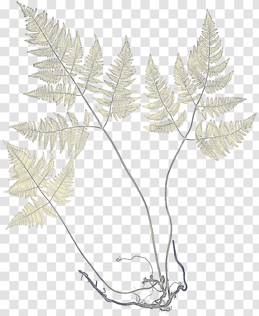 Fern - Flower - Twig Transparent PNG