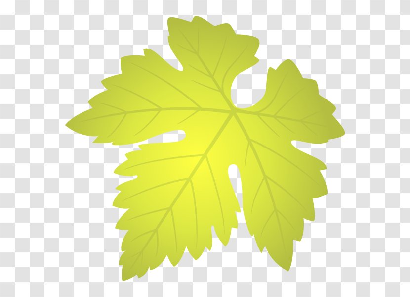 Grapevine Grape Leaves Maple Leaf Family M Invest D.o.o. - Plant - Tree Transparent PNG