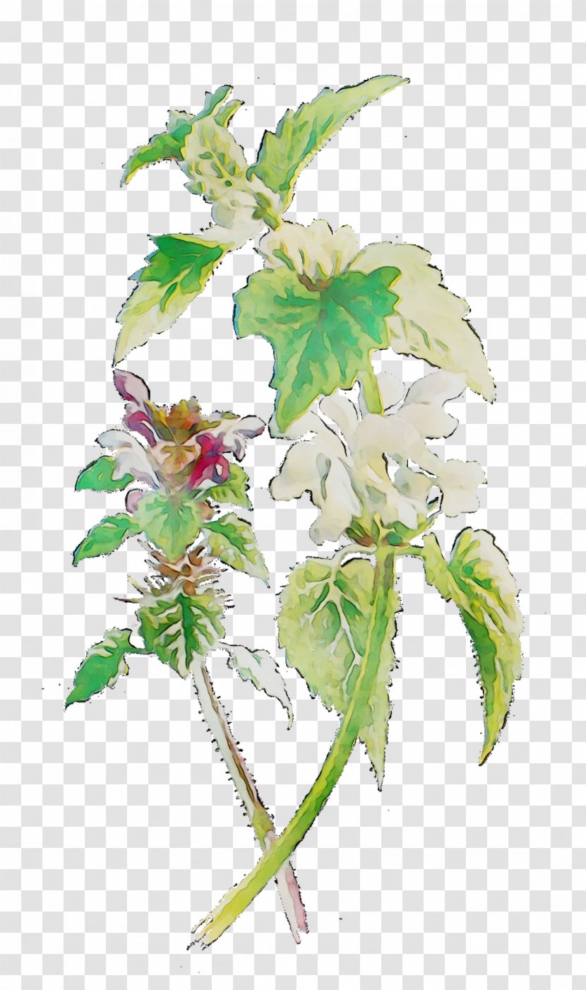 Flowering Plant Stem Leaf Herb - Flower Transparent PNG