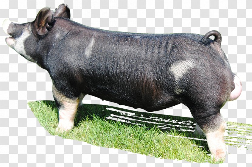 Berkshire Pig Breed Snout Livestock Farm - Wild Boar Transparent PNG