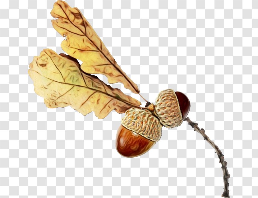 Leaf Watercolor - Acorn Plant Transparent PNG