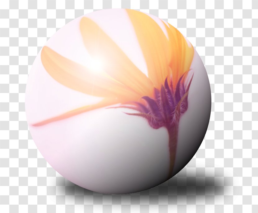 Flower Still Life Photography Desktop Wallpaper Petal - Egg - Glas Transparent PNG