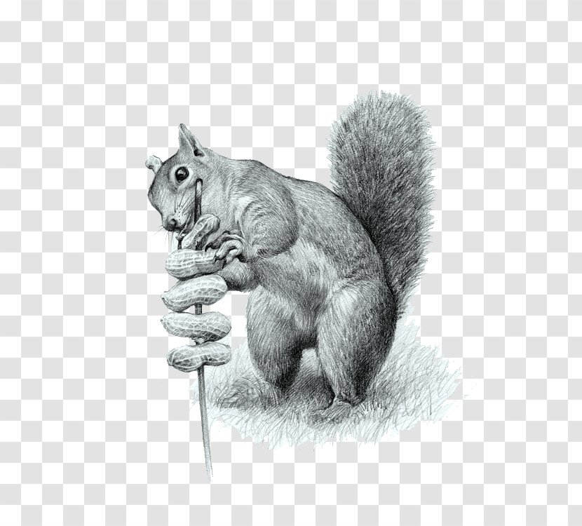 Cat Tree Squirrels Drawing Computer File - Rodent - Squirrel Eating Peanuts Transparent PNG
