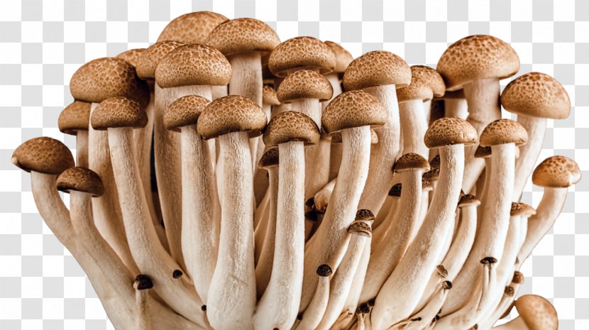Edible Mushroom Fungus Medicinal Fungi Vegetable - Health Transparent PNG