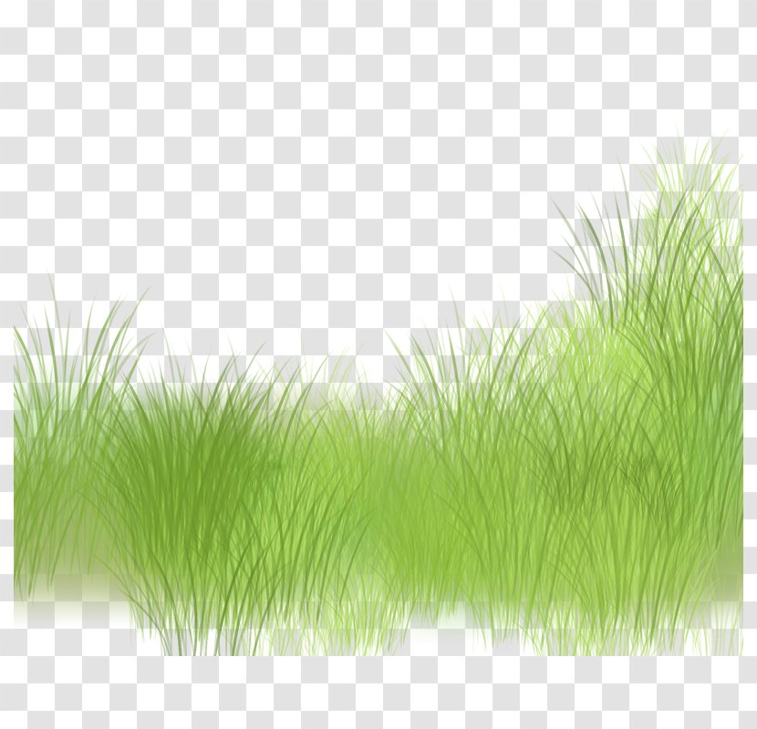 Green Grasses Pattern - Underbrush Transparent PNG