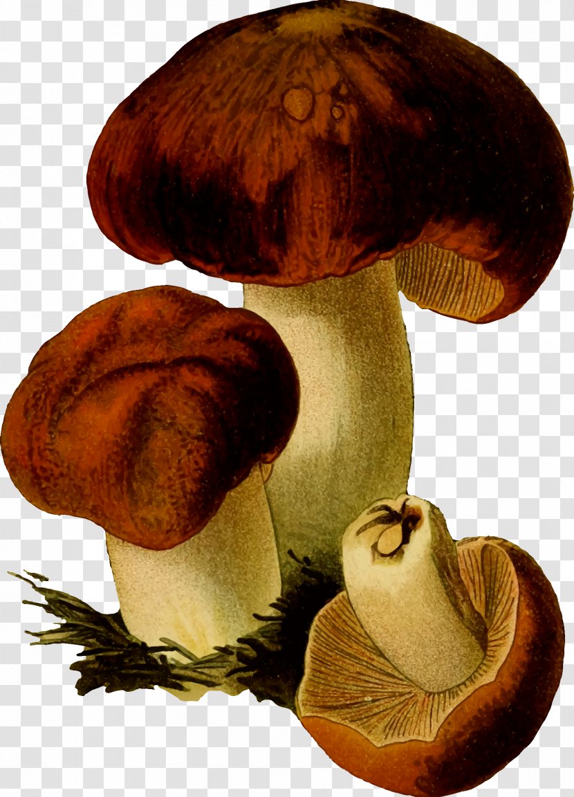 Edible Mushroom Fungus Clip Art - Fungi Transparent PNG