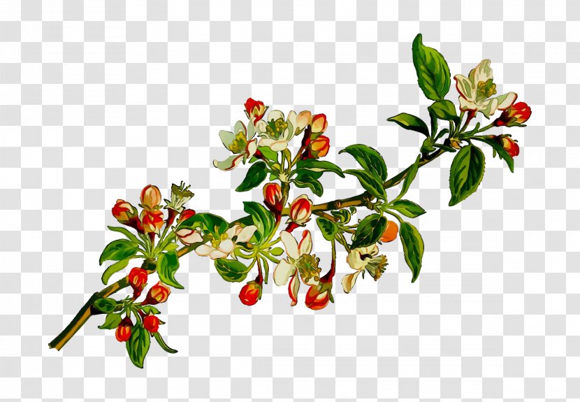 Silver Buffaloberry Lingonberry Rose Hip Holly - Superfruit - Twig Transparent PNG