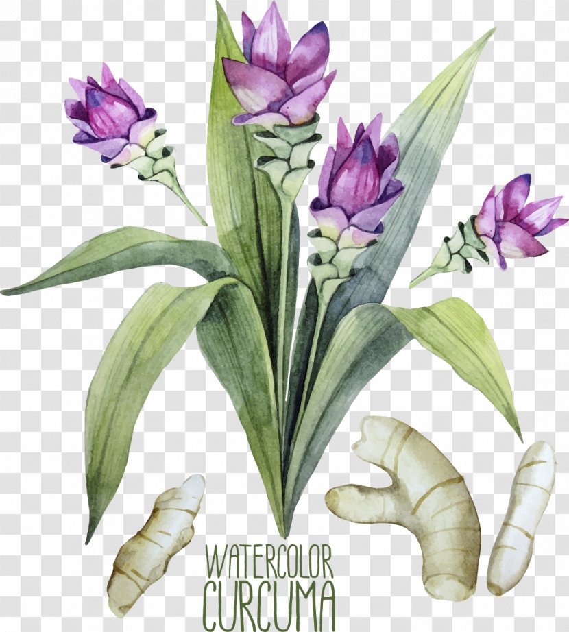 Turmeric Watercolor Painting Curcuma Zedoaria Illustration - Hand-painted Ginger Plant Transparent PNG