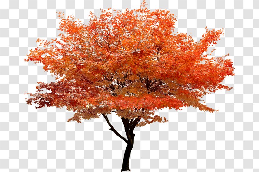 Red Maple Tree Clip Art - Autumn Stands Scenery Transparent PNG