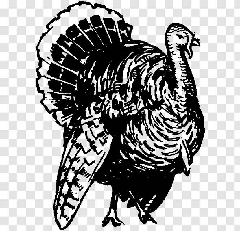 Black Turkey Broad Breasted White And Clip Art - Bird - Line Transparent PNG