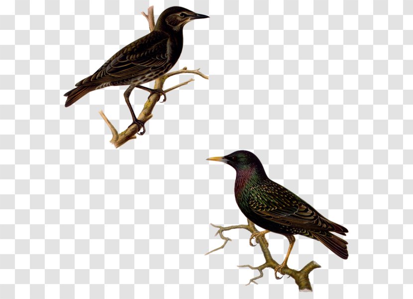 Common Starling Bird Garden School Peregrine Falcon - Information - Cut To The Chase Transparent PNG