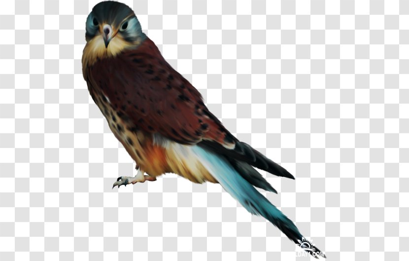 Bird Hawk Eagle Clip Art - Kite Transparent PNG