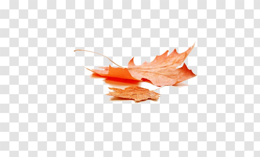 Autumn Leaf Color Maple - Royalty Free - Beautiful Leaves Transparent PNG