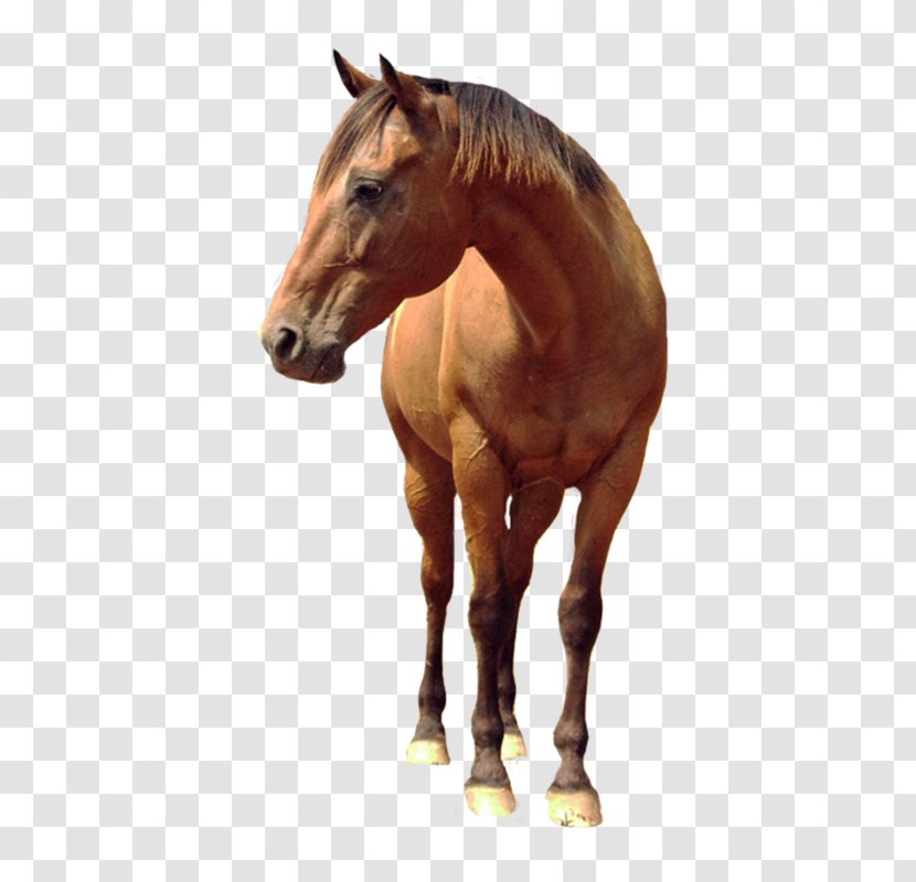 Horse Android Tattoo Design Maker - Mane - Photo EditorCaballo Transparent PNG