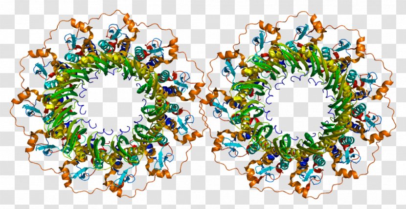 RAD52 Homolog (S. Cerevisiae) Replication Protein A Structure - Frame - Tree Transparent PNG