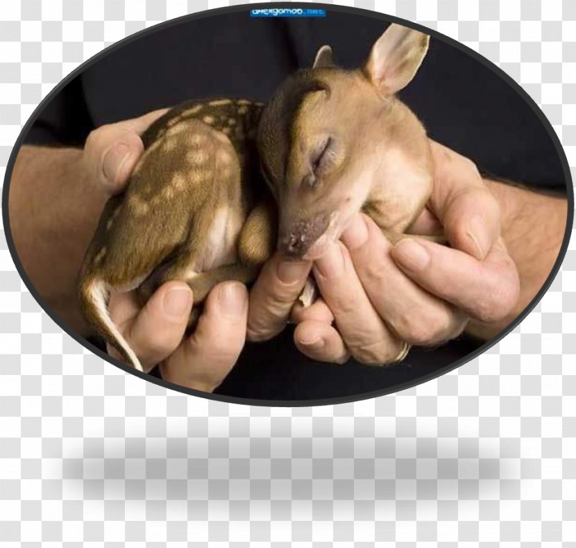 Water Deer Infant Cuteness Child - Snout - Kiwi Bird Transparent PNG
