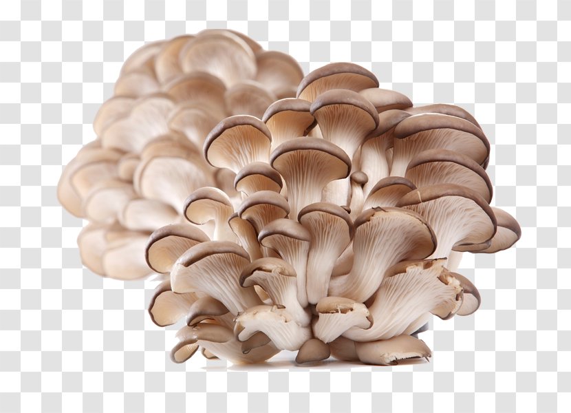 Oyster Mushroom Pleurotus Eryngii Edible Transparent PNG