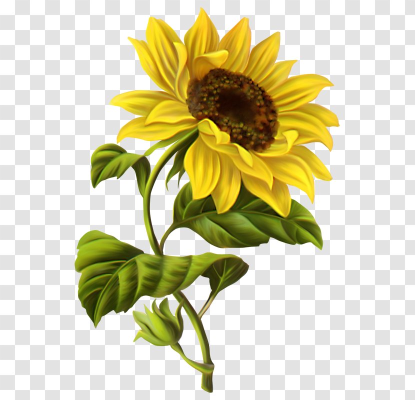 Common Sunflower Drawing Watercolor Painting Clip Art - Botanical Illustration - Rustic Flowers Transparent PNG