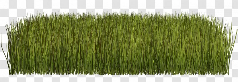 Grass Clip Art Herbaceous Plant Lawn - Ryegrass Transparent PNG