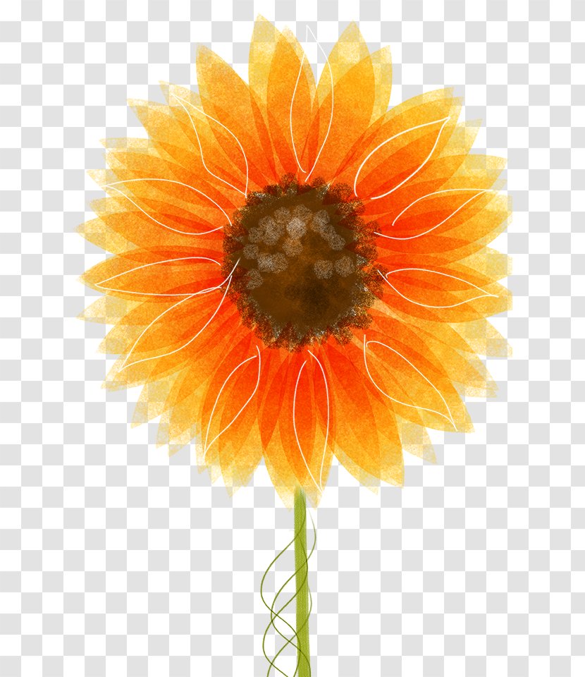 Drawing Common Sunflower Illustration - Watercolor Painting - Dream Transparent PNG