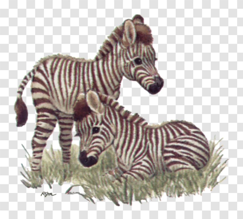 Quagga Giraffe Baby Tigers Jungle Animals - Child - Zebra Transparent PNG